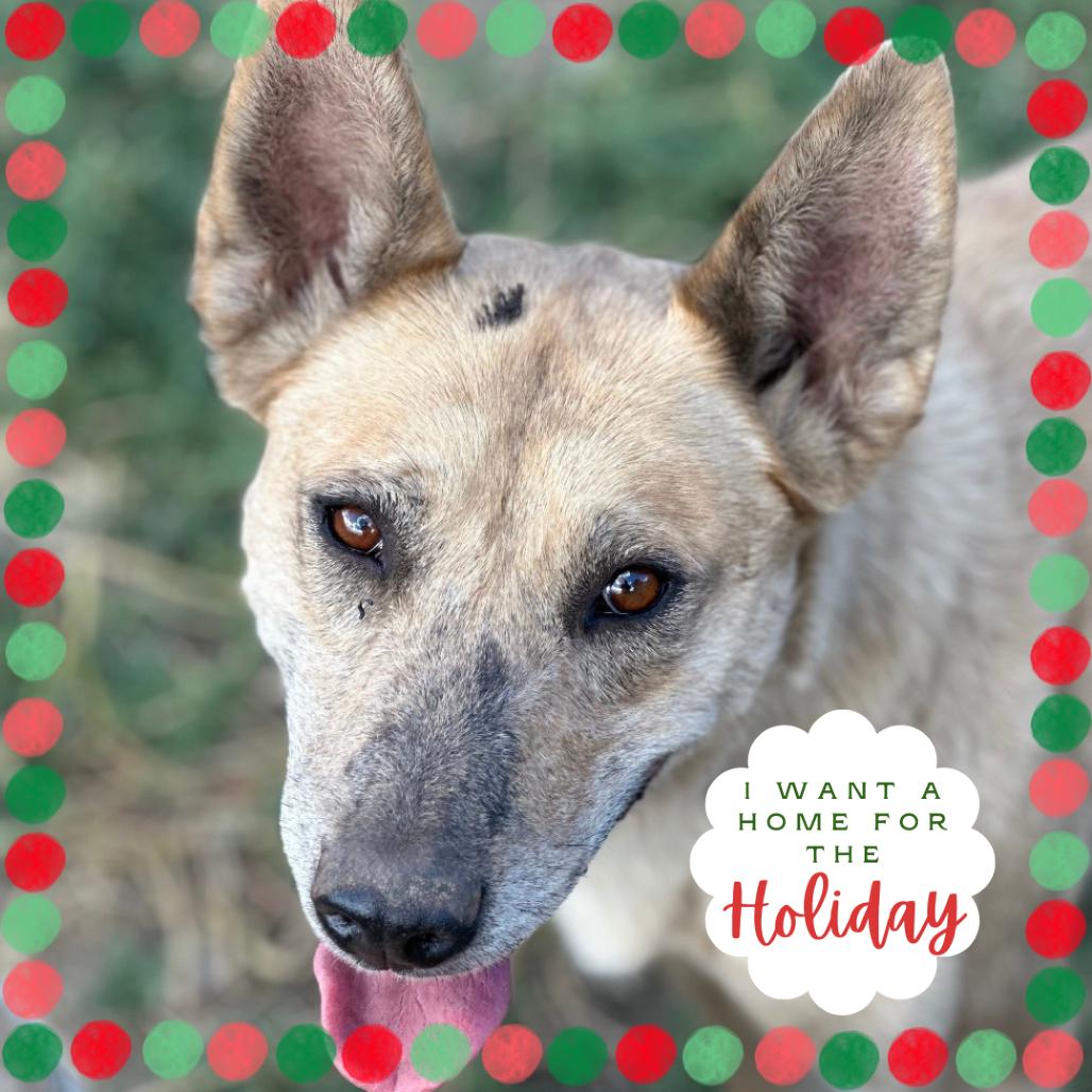 Enlarge Swan, a Adoptable Mixed Breed in Flagstaff, AZ image 3/6