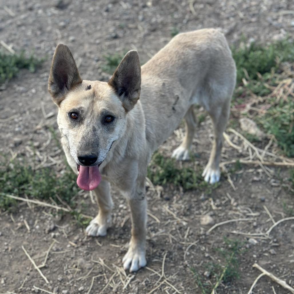 Enlarge Swan, a Adoptable Mixed Breed in Flagstaff, AZ image 4/6