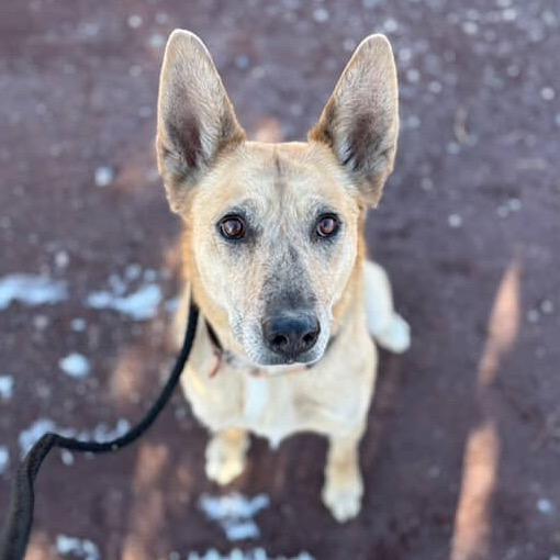Swan, a Adoptable Mixed Breed in Flagstaff, AZ image 4/6