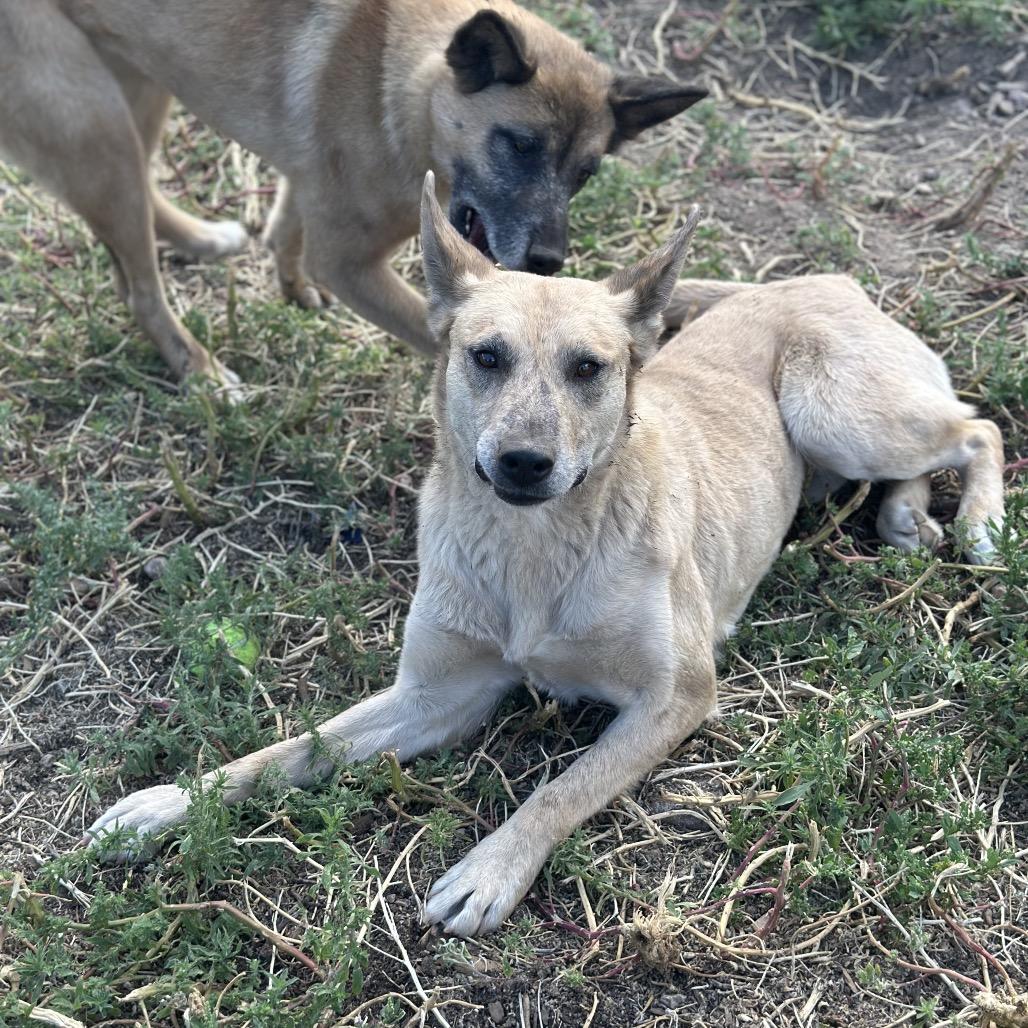Enlarge Swan, a Adoptable Mixed Breed in Flagstaff, AZ image 6/6