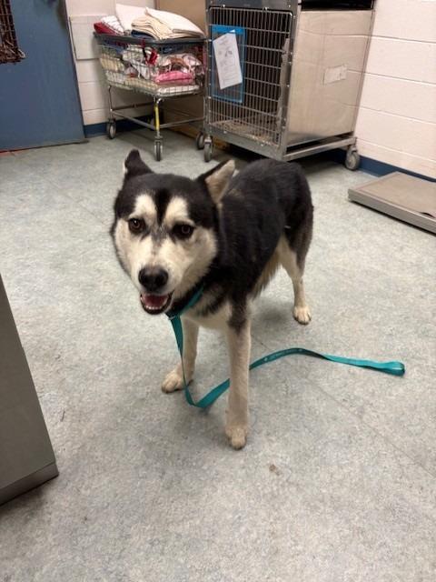 TURNER, Adoptable, Young Male Husky.