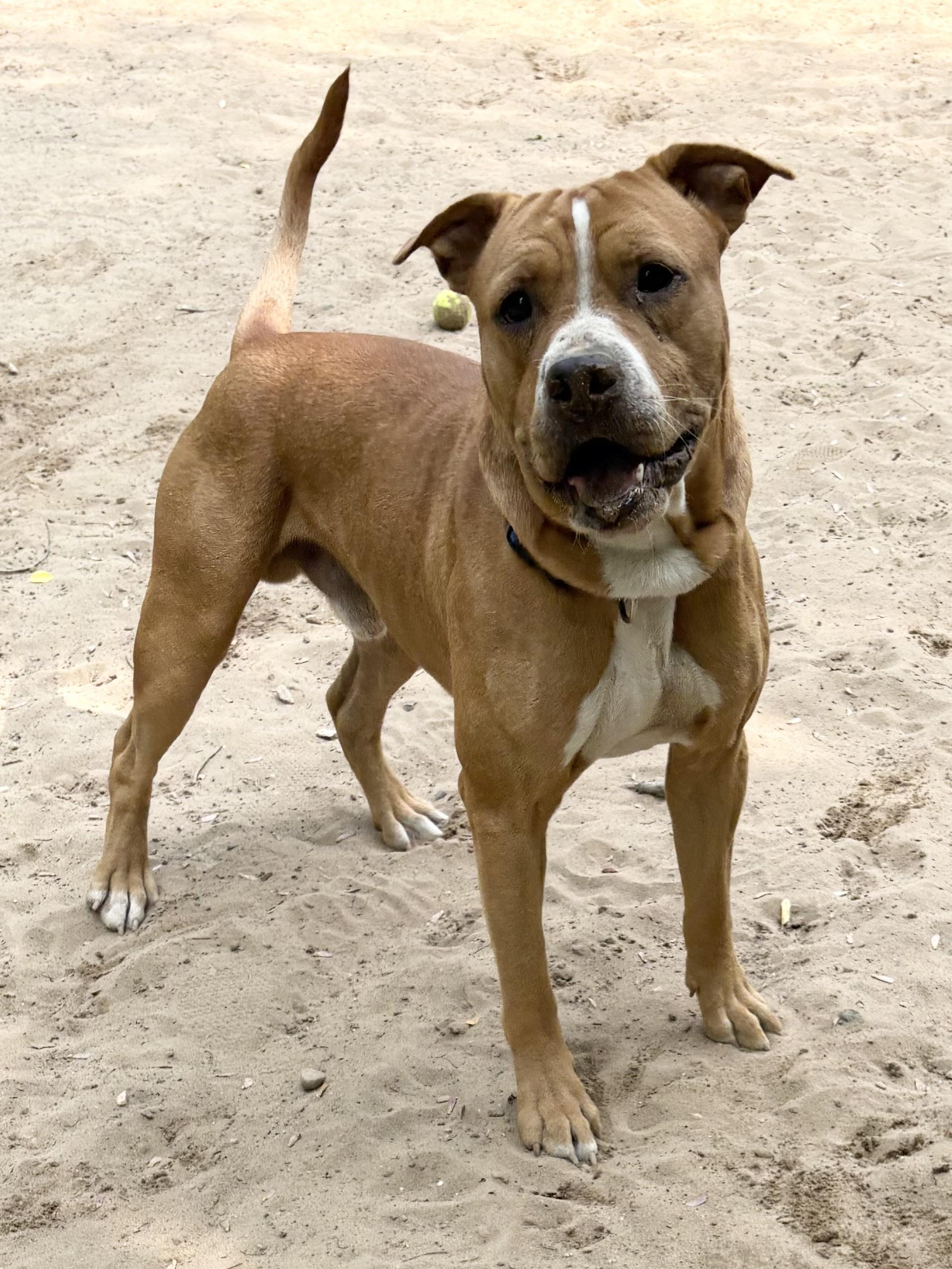 Funnel, a Adoptable Mixed Breed in Big Rapids, MI image 1/3
