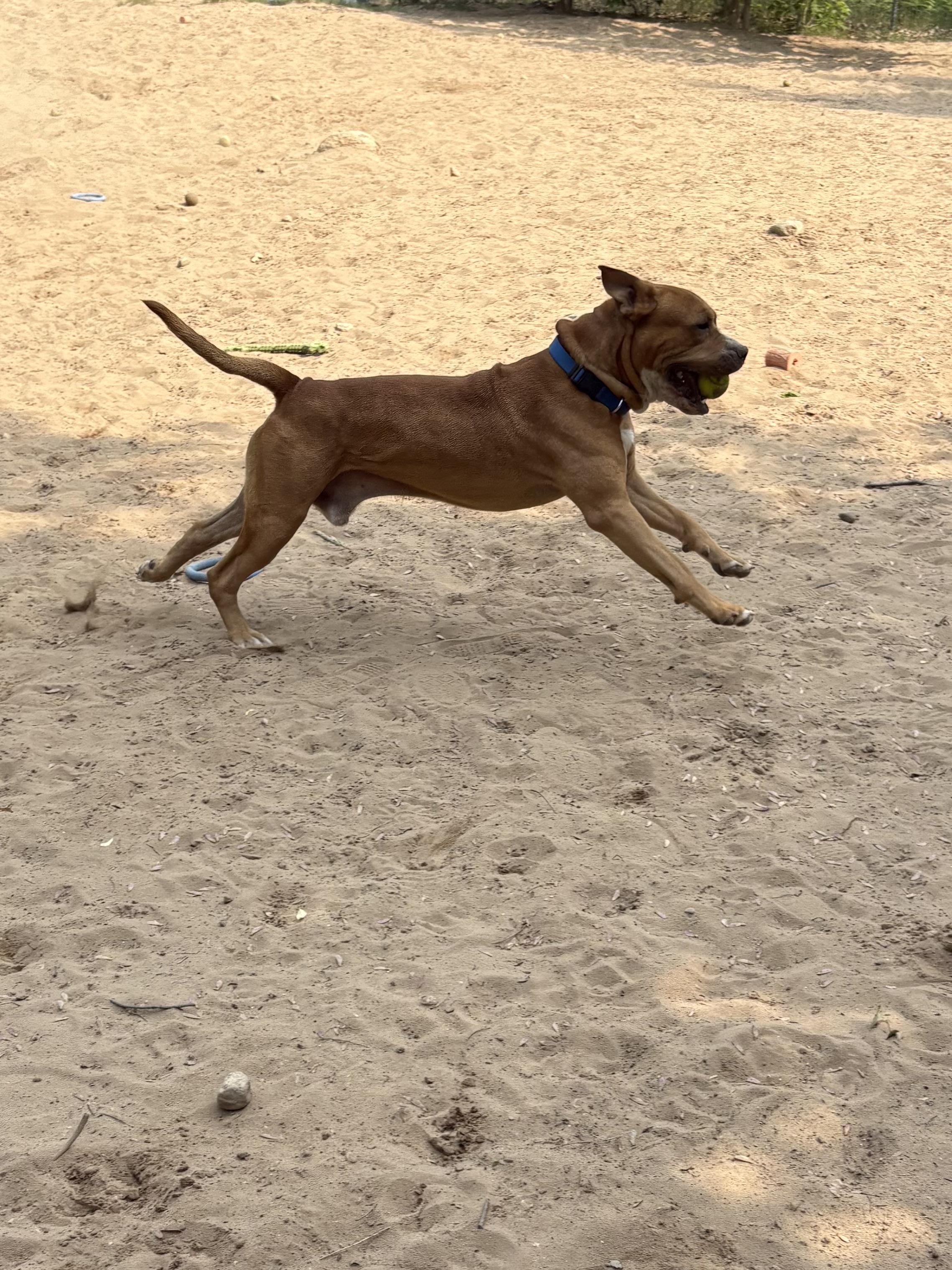 Funnel, a Adoptable Mixed Breed in Big Rapids, MI image 2/3