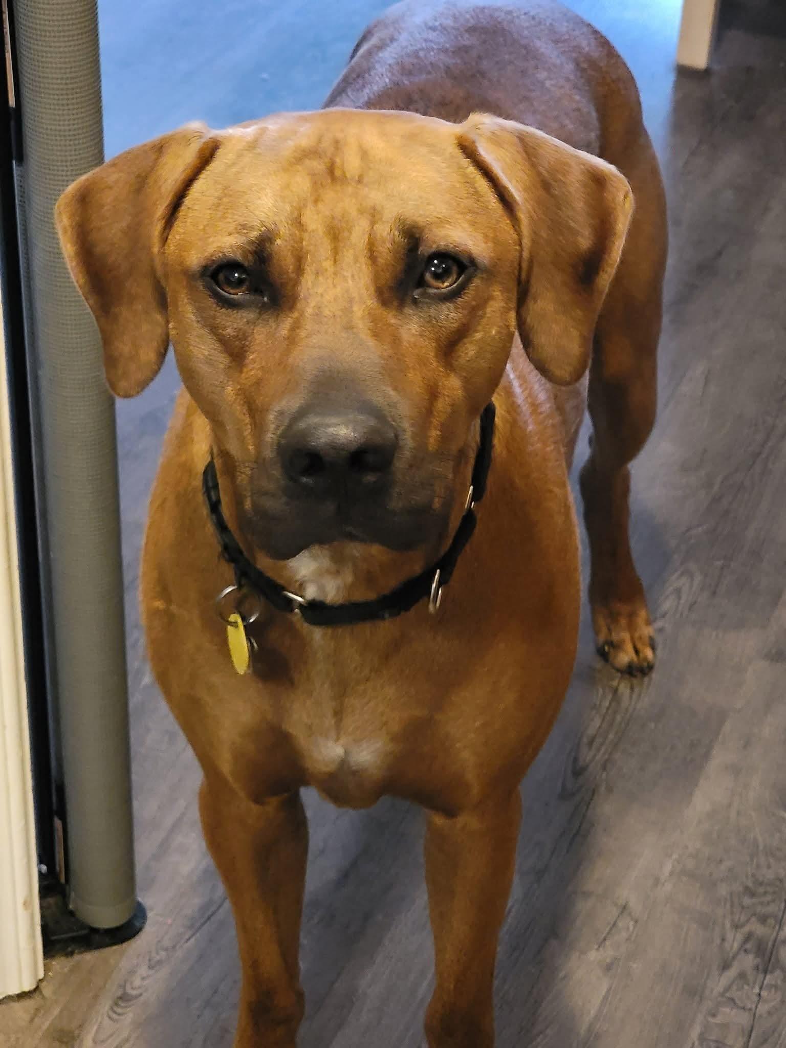 Timber, a Adoptable Catahoula Leopard Dog in Harrisburg, PA image 1/3