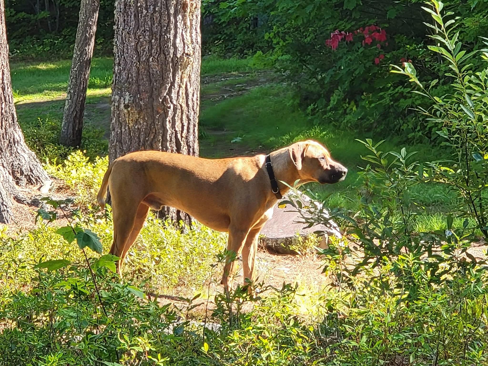 Timber, a Adoptable Catahoula Leopard Dog in Harrisburg, PA image 2/3
