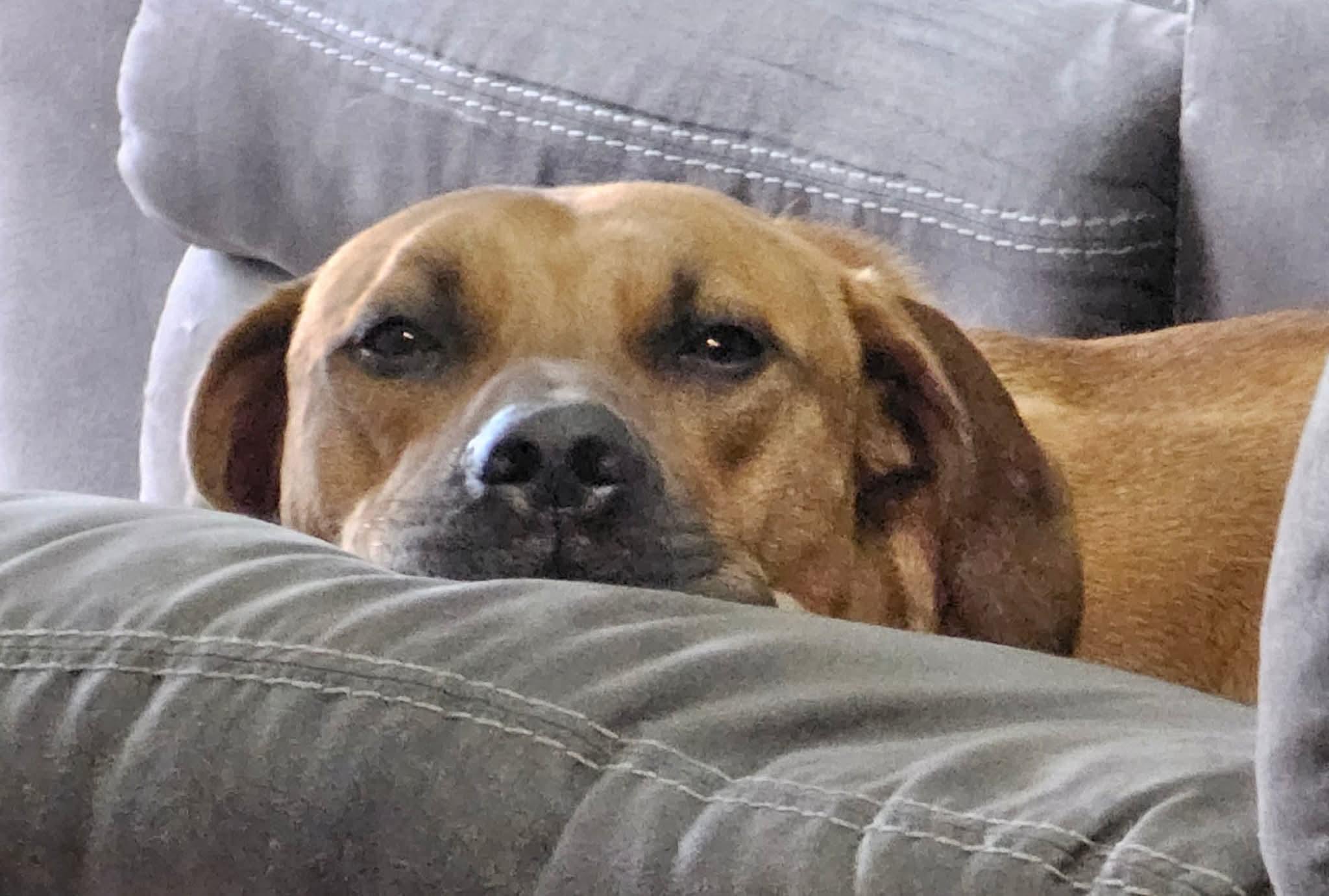 Timber, a Adoptable Catahoula Leopard Dog in Harrisburg, PA image 3/3
