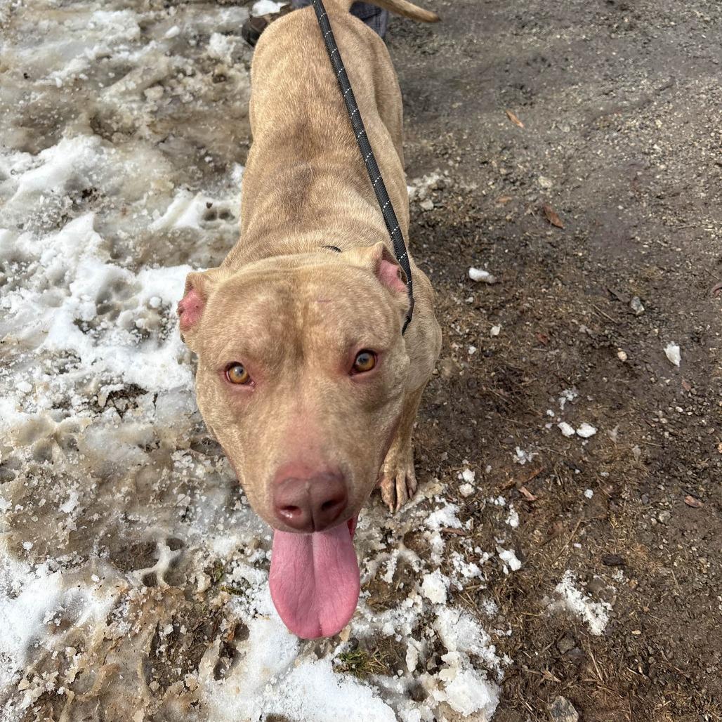 Fizzy, Adoptable, Young Female American Staffordshire Terrier.