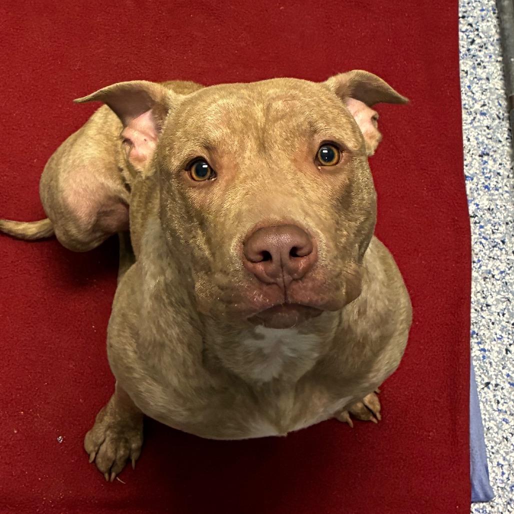 Fizzy, a Adoptable American Staffordshire Terrier in Greenville, SC image 2/6