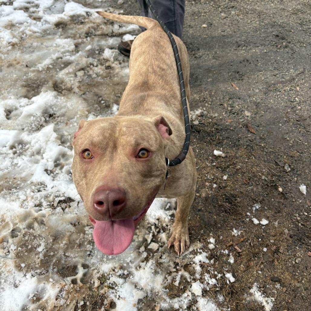 Fizzy, a Adoptable American Staffordshire Terrier in Greenville, SC image 3/6
