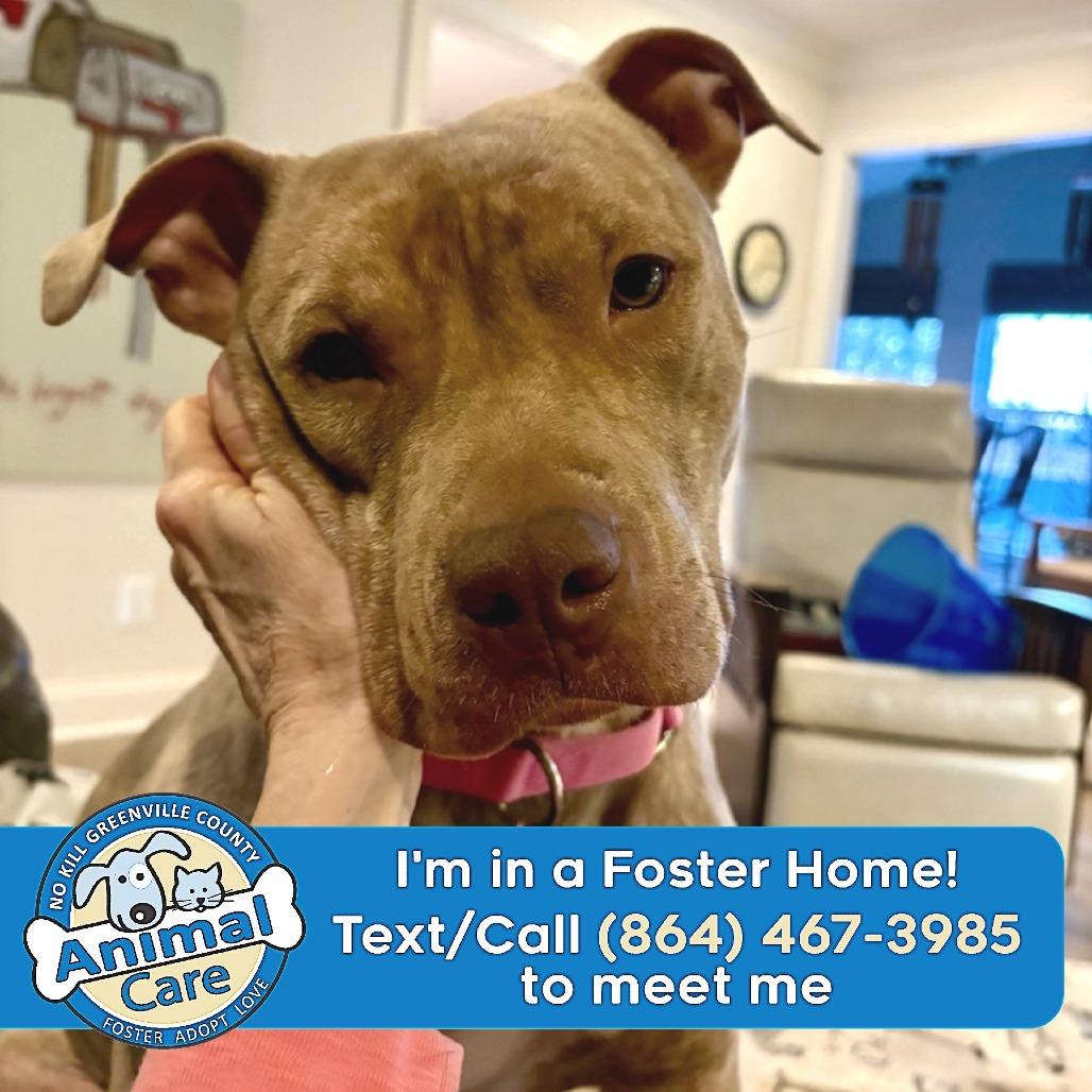Fizzy, a Adoptable American Staffordshire Terrier in Greenville, SC image 6/6