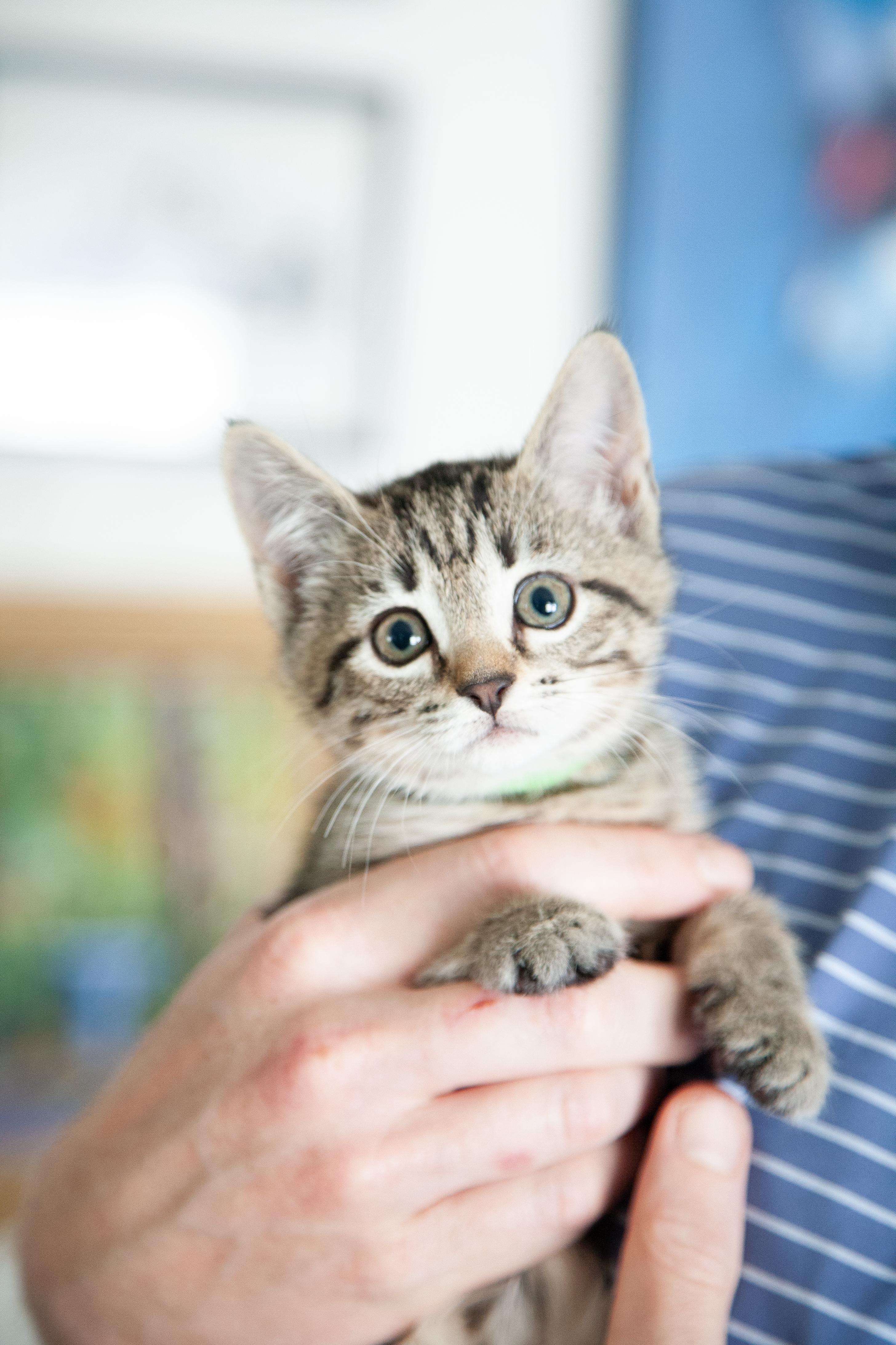 Nicole - Pending Adoption, a Adoptable Domestic Short Hair in Nashville, TN image 1/4