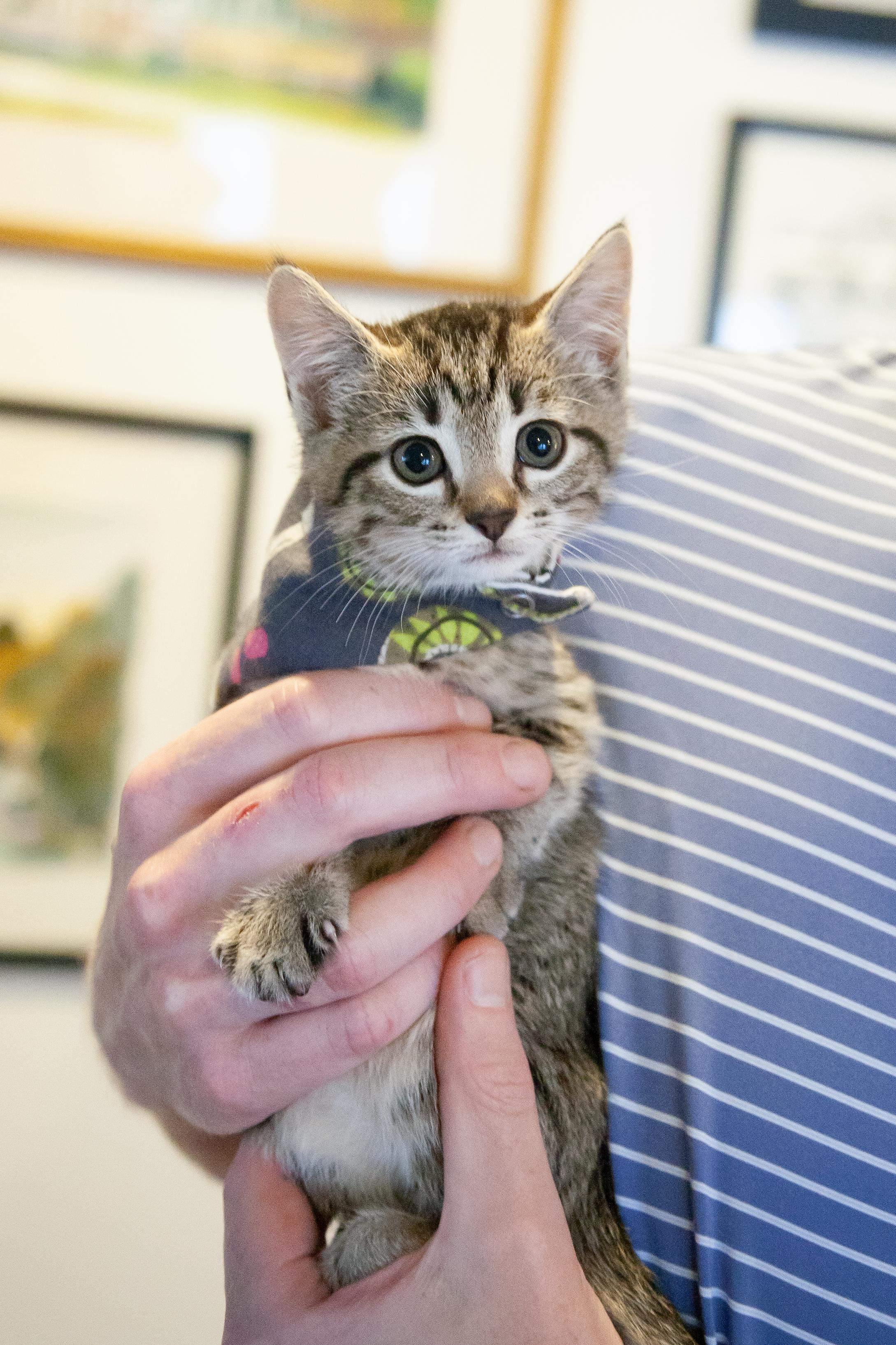 Nicole - Pending Adoption, a Adoptable Domestic Short Hair in Nashville, TN image 4/4