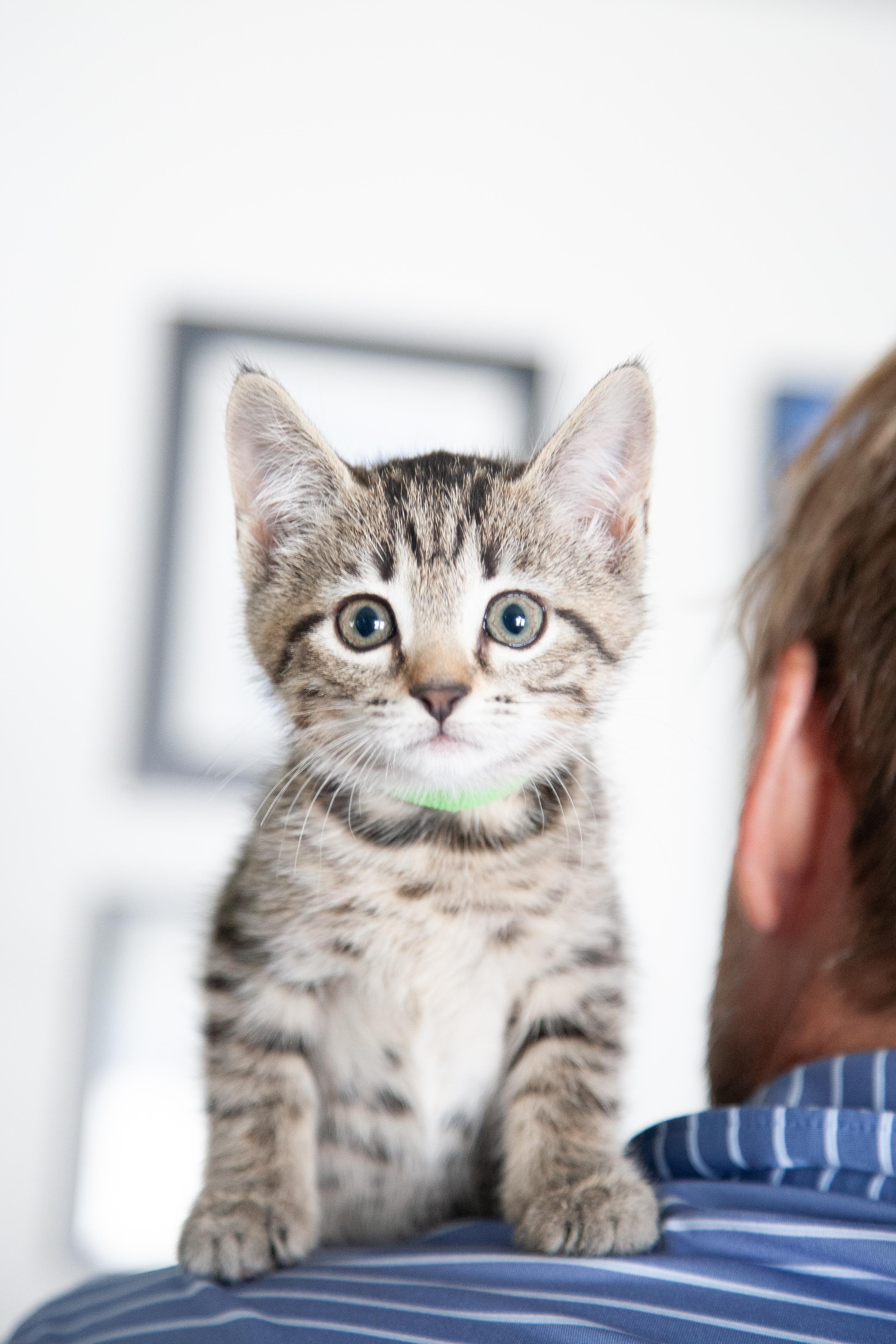 Nicole - Pending Adoption, a Adoptable Domestic Short Hair in Nashville, TN image 2/4