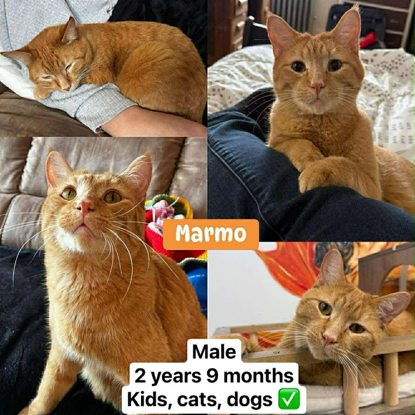 Enlarge Marmo, an adopted Domestic Short Hair in BURNABY, BC image 1/1