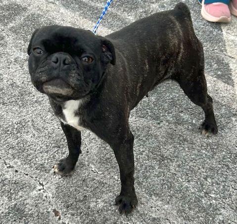 NESSIE (ohiosdrescue@gmail.com) ONLY 20 LBS, ADOPTABLE, Adult Female Boston Terrier & Pug.