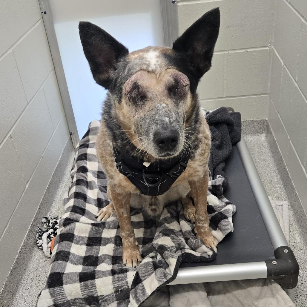 Enlarge Duke, a Adoptable mixed breed in Saint Cloud, MN image 1/3