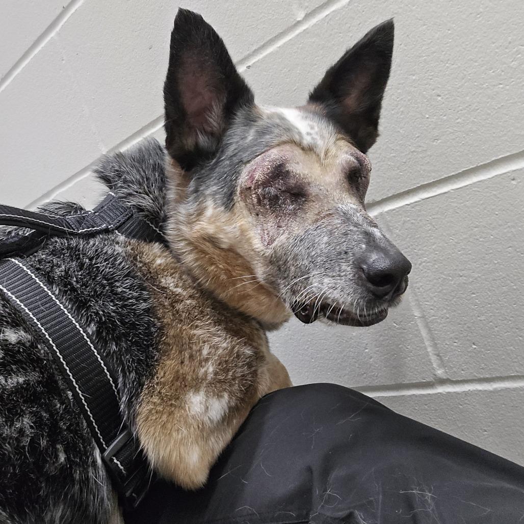 Enlarge Duke, a Adoptable mixed breed in Saint Cloud, MN image 2/3