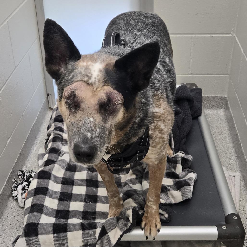 Enlarge Duke, a Adoptable mixed breed in Saint Cloud, MN image 3/3