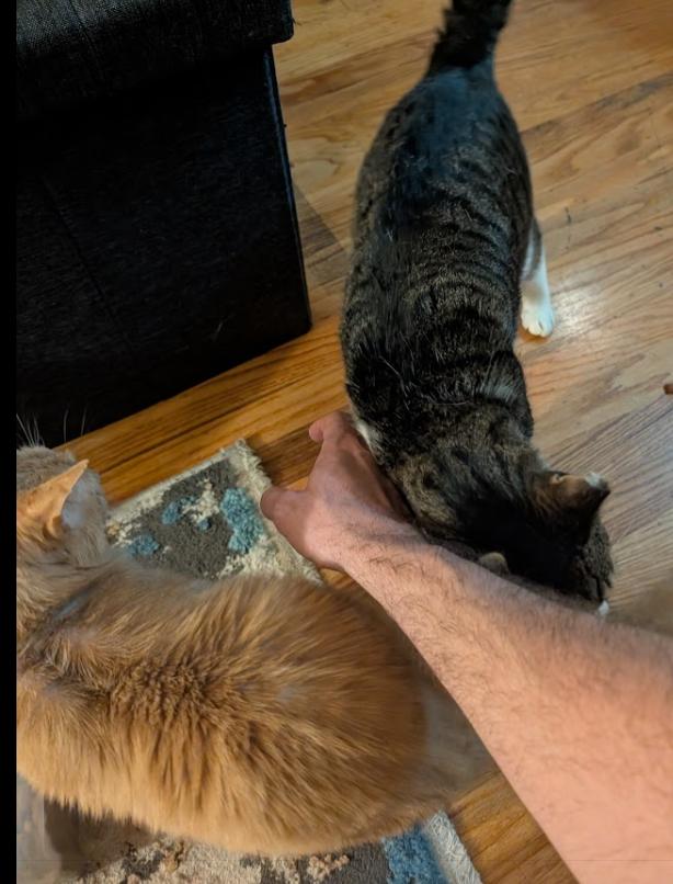 RC aka Toothless from Hawaii, a Adoptable Domestic Short Hair in San Francisco, CA image 2/4