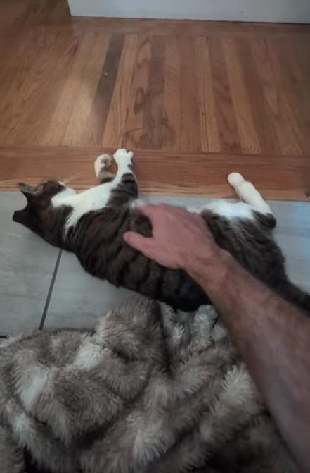 RC aka Toothless from Hawaii, a Adoptable Domestic Short Hair in San Francisco, CA image 4/4