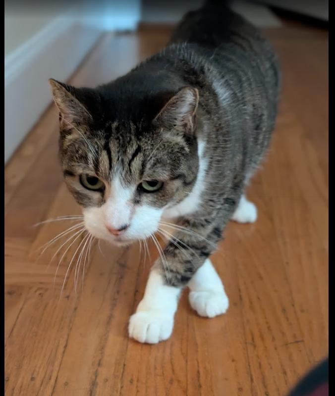 RC aka Toothless from Hawaii, a Adoptable Domestic Short Hair in San Francisco, CA image 3/4