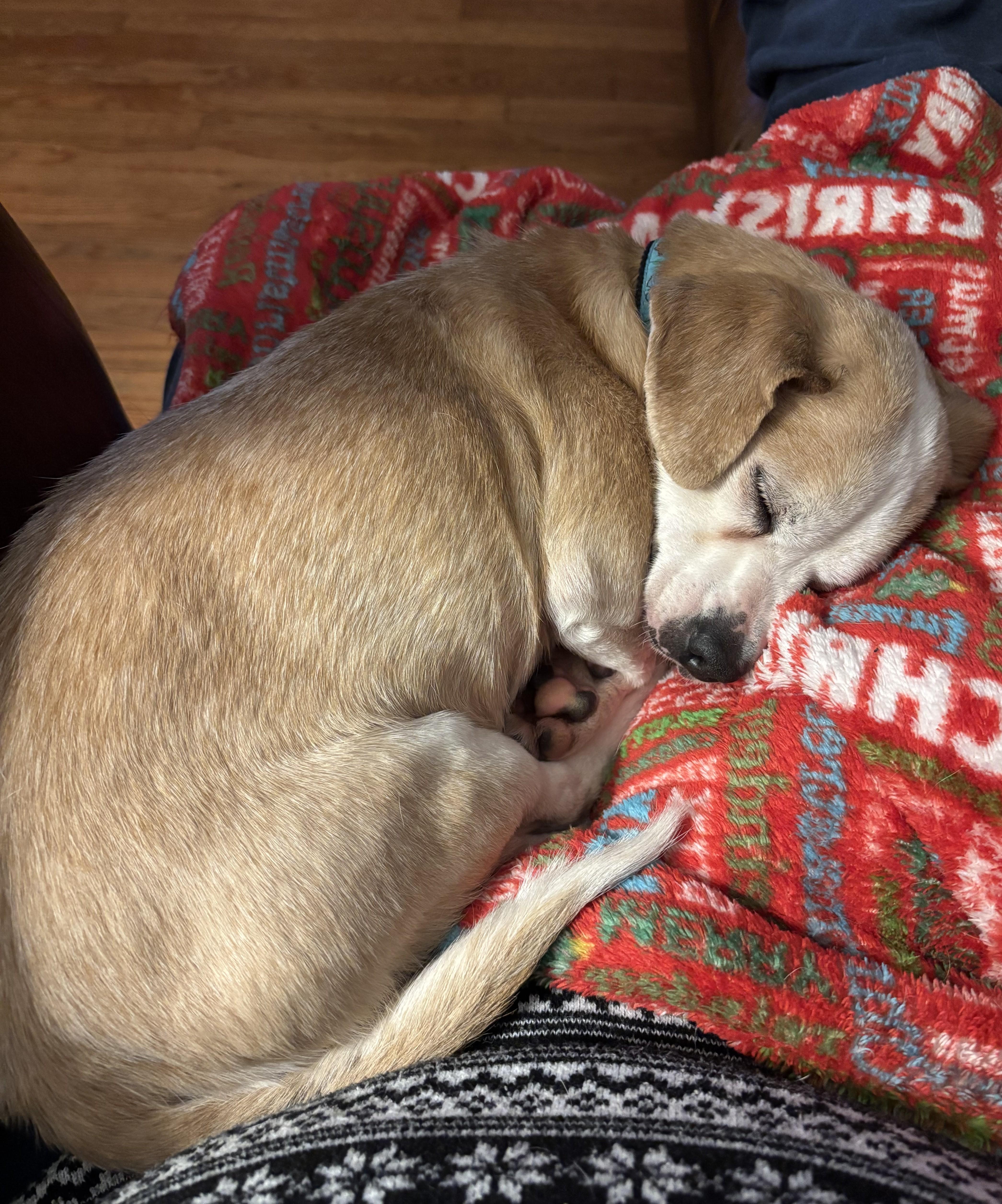 Henry, a Adoptable mixed breed in Falls Church, VA image 3/3