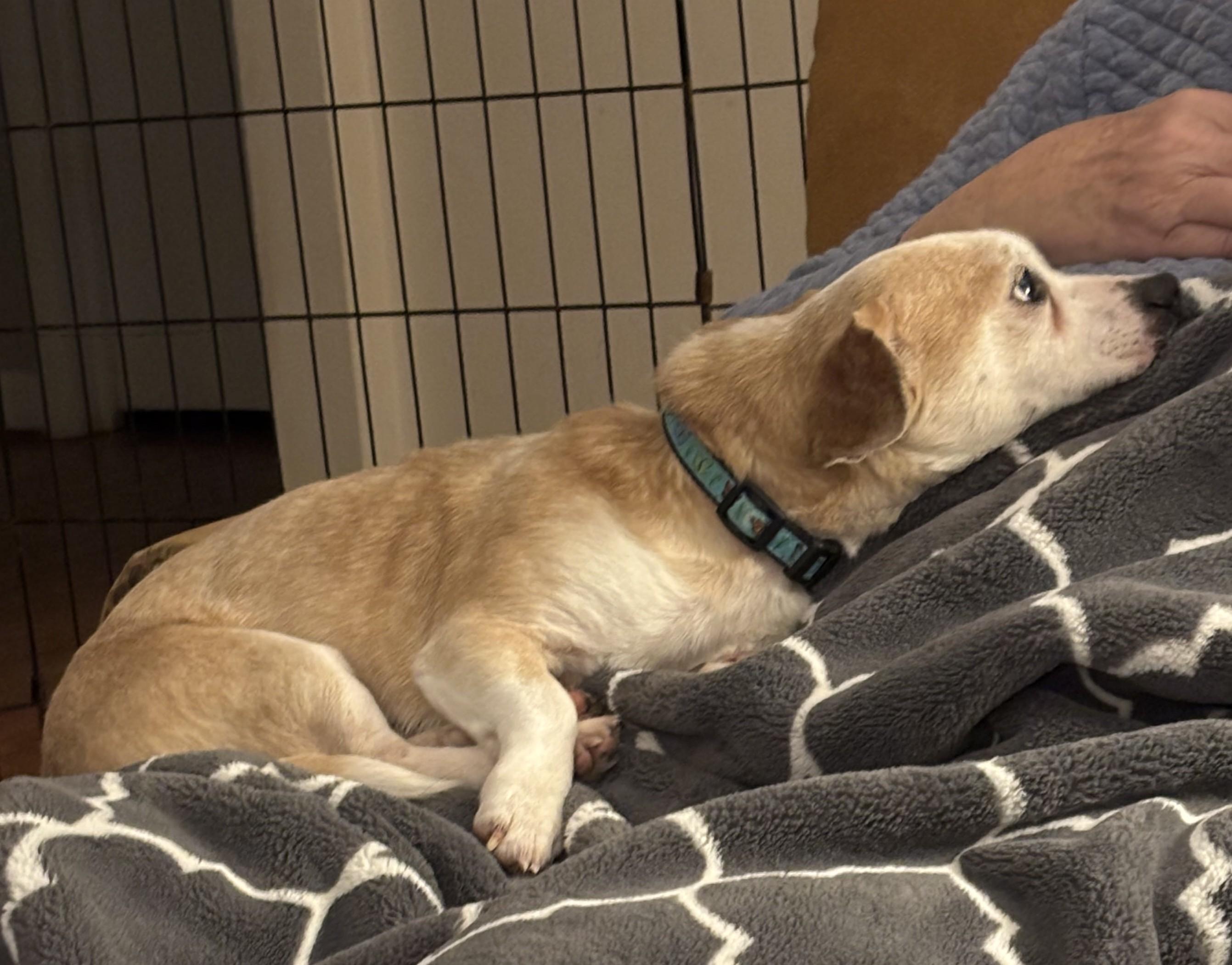 Enlarge Henry, an adoptable mixed breed in Falls Church, VA image 1/4