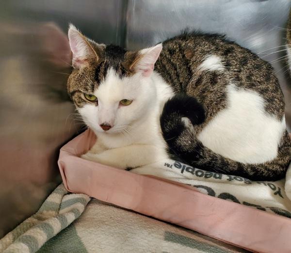 Junior, Adoptable, Young Male Domestic Short Hair.