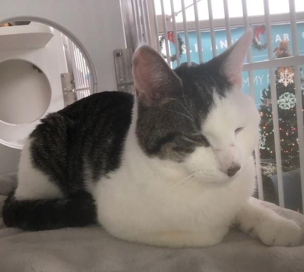 Junior, a Adoptable mixed breed in Staten Island, NY image 2/2