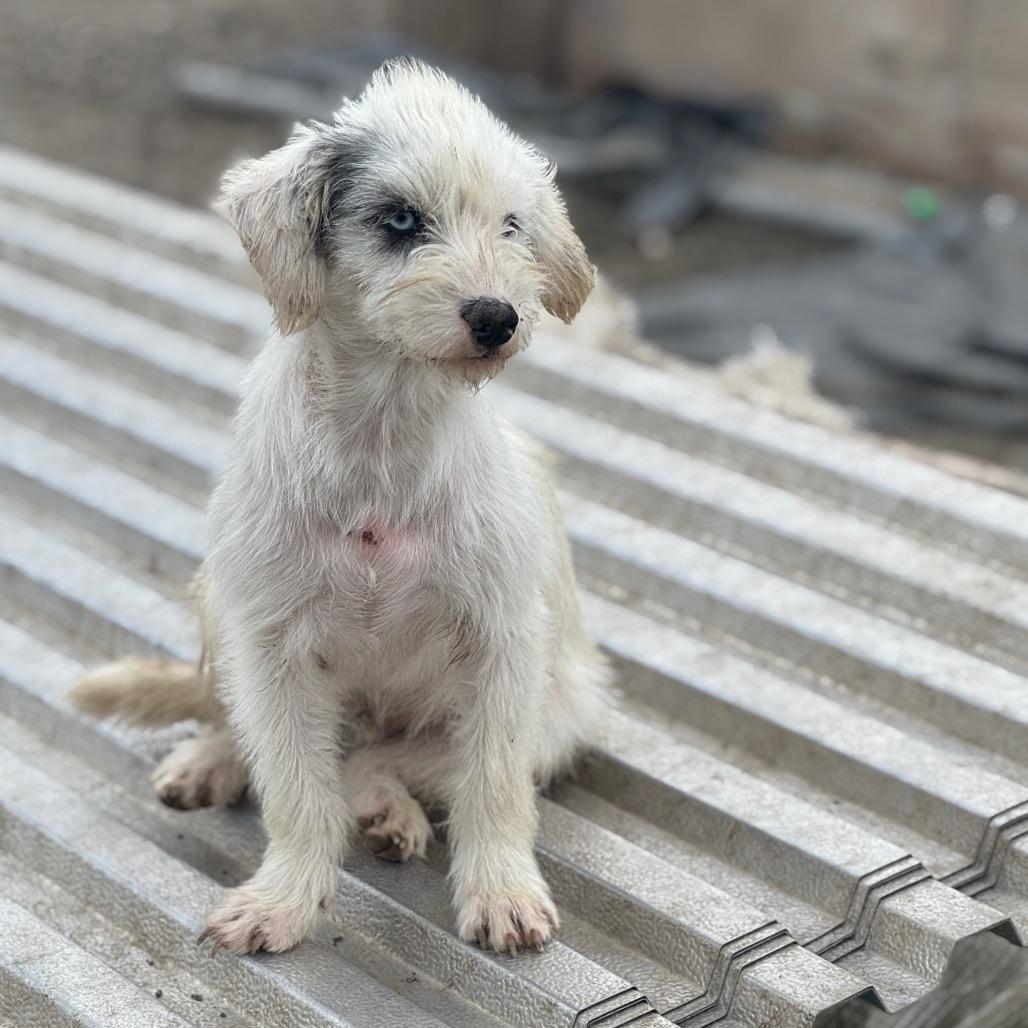 Yeti, Adoptable, Young Male Terrier.