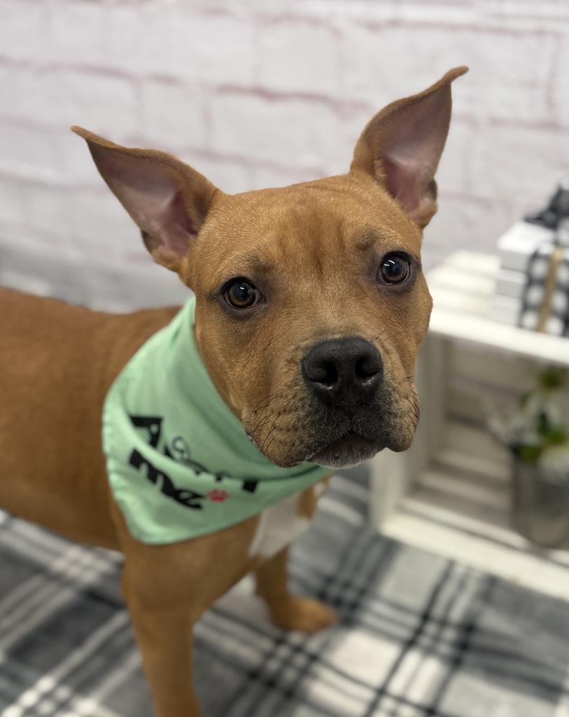 Cadet Eric, Adoptable, Young Male Mixed Breed.