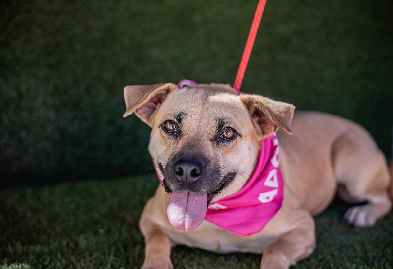 Laila, a Adoptable mixed breed in Portland, OR image 2/3