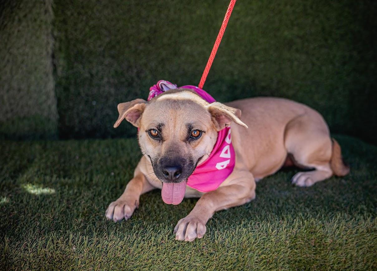 Laila, Adoptable, Young Female Black Mouth Cur.