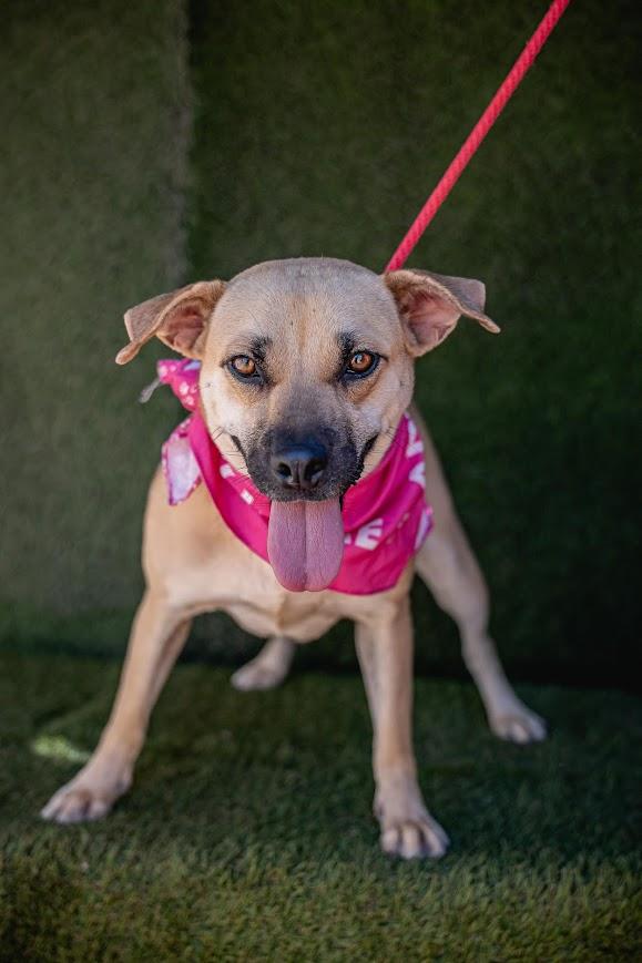 Laila, a Adoptable mixed breed in Portland, OR image 3/3