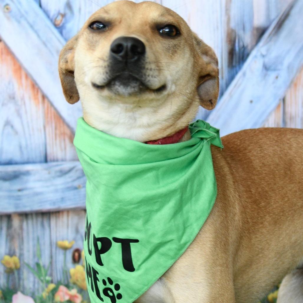 Andy, Adoptable, Adult Male Mixed Breed.