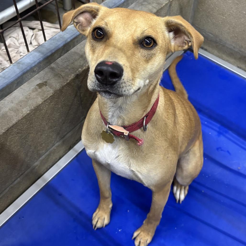 Enlarge Andy, a Adoptable Mixed Breed in Floresville, TX image 2/6