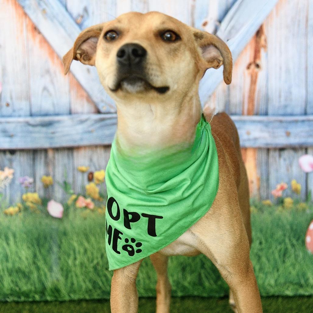 Enlarge Andy, a Adoptable Mixed Breed in Floresville, TX image 3/6