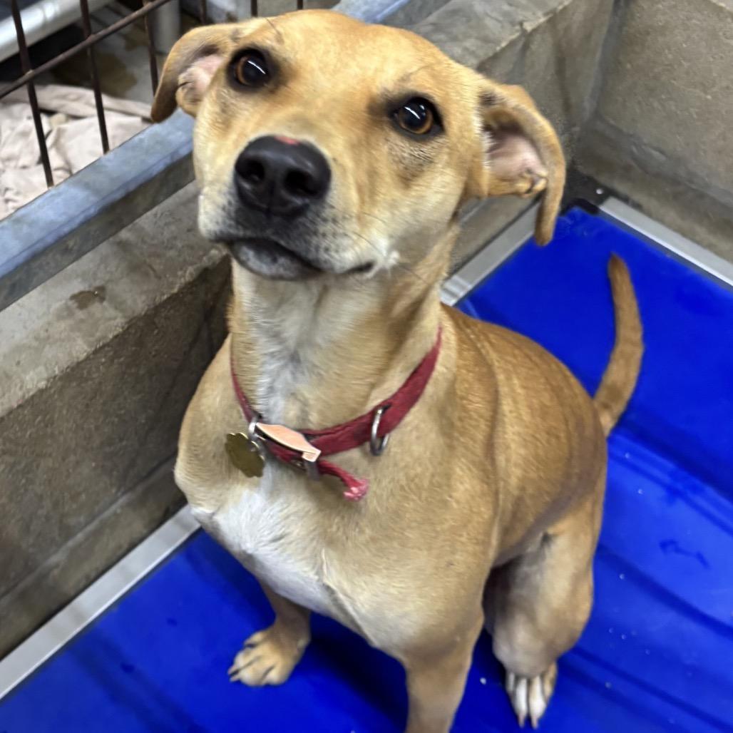 Enlarge Andy, a Adoptable Mixed Breed in Floresville, TX image 4/6