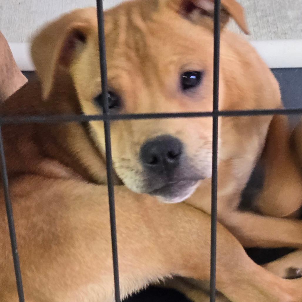 Enlarge Andy, a Adoptable Mixed Breed in Floresville, TX image 5/6