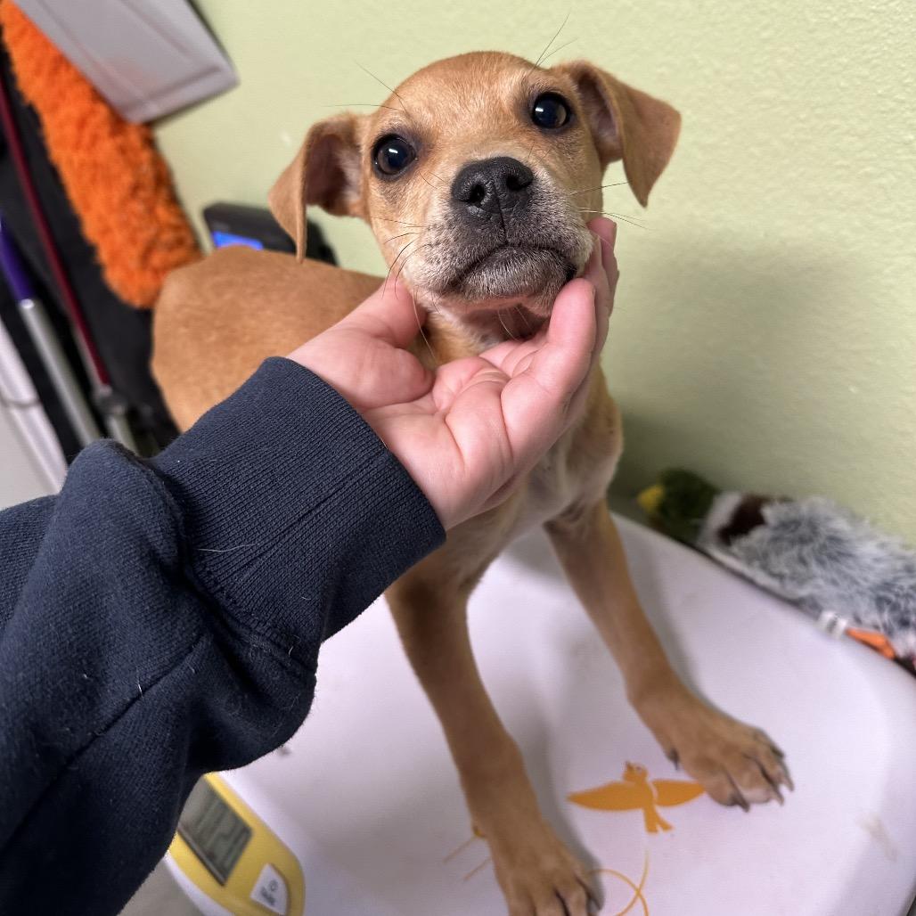 Enlarge Andy, a Adoptable Mixed Breed in Floresville, TX image 6/6