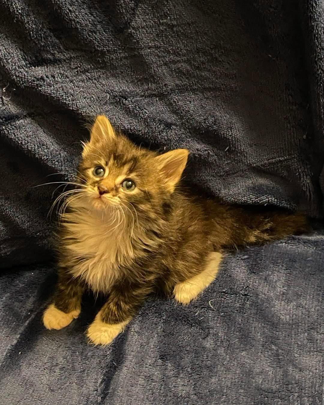 Ziggy, Adopted, Kitten Male Domestic Long Hair.