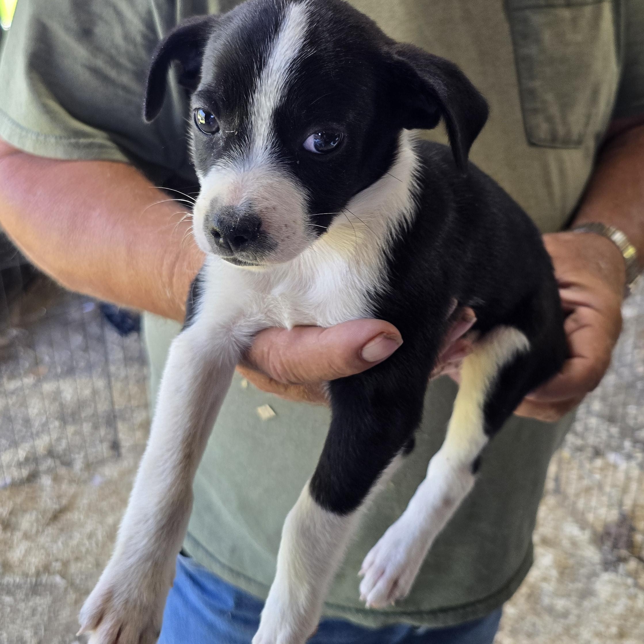 Enlarge Shadow, a Adoptable mixed breed in Zaleski, OH image 1/1