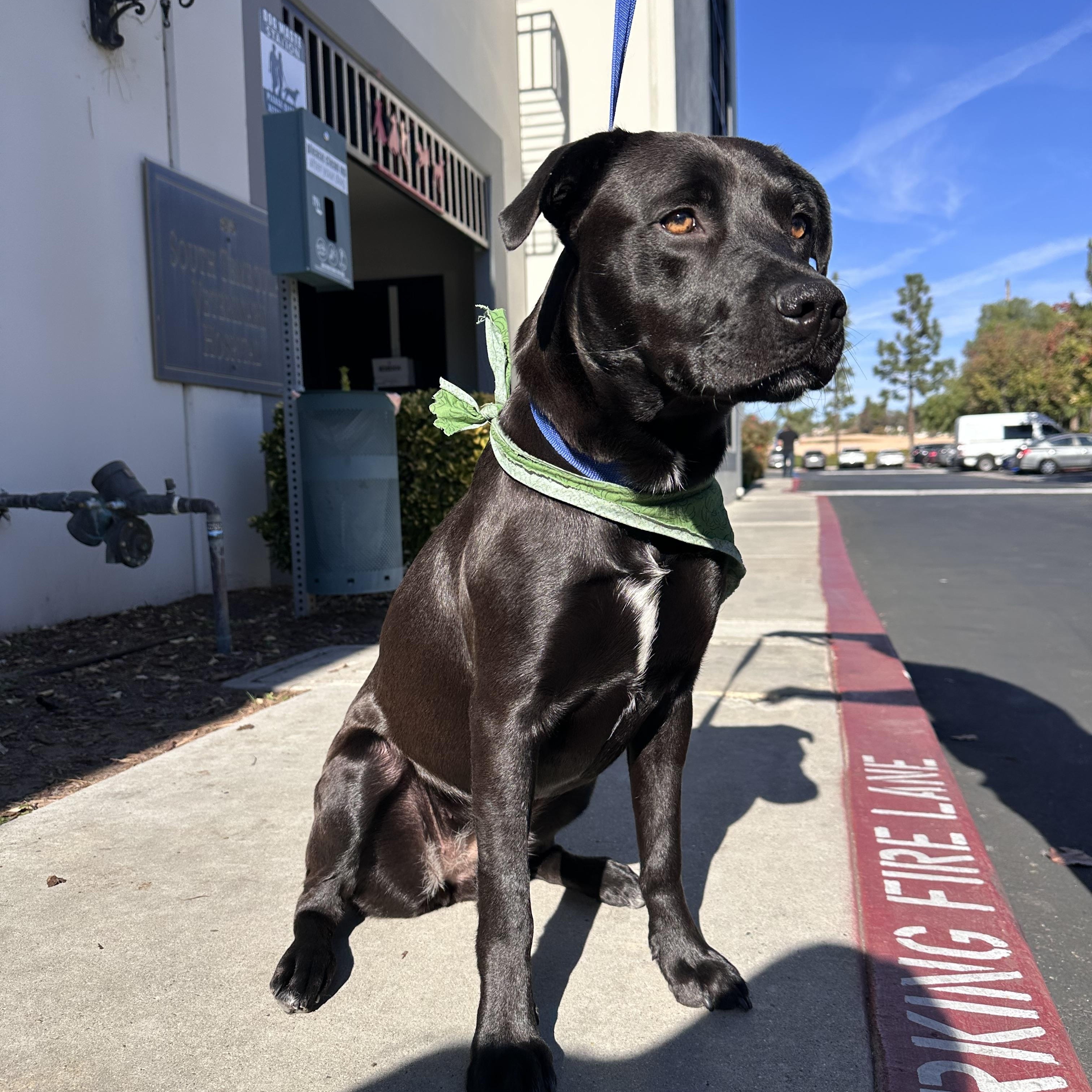 Nalani, ADOPTABLE, Puppy Female Labrador Retriever.