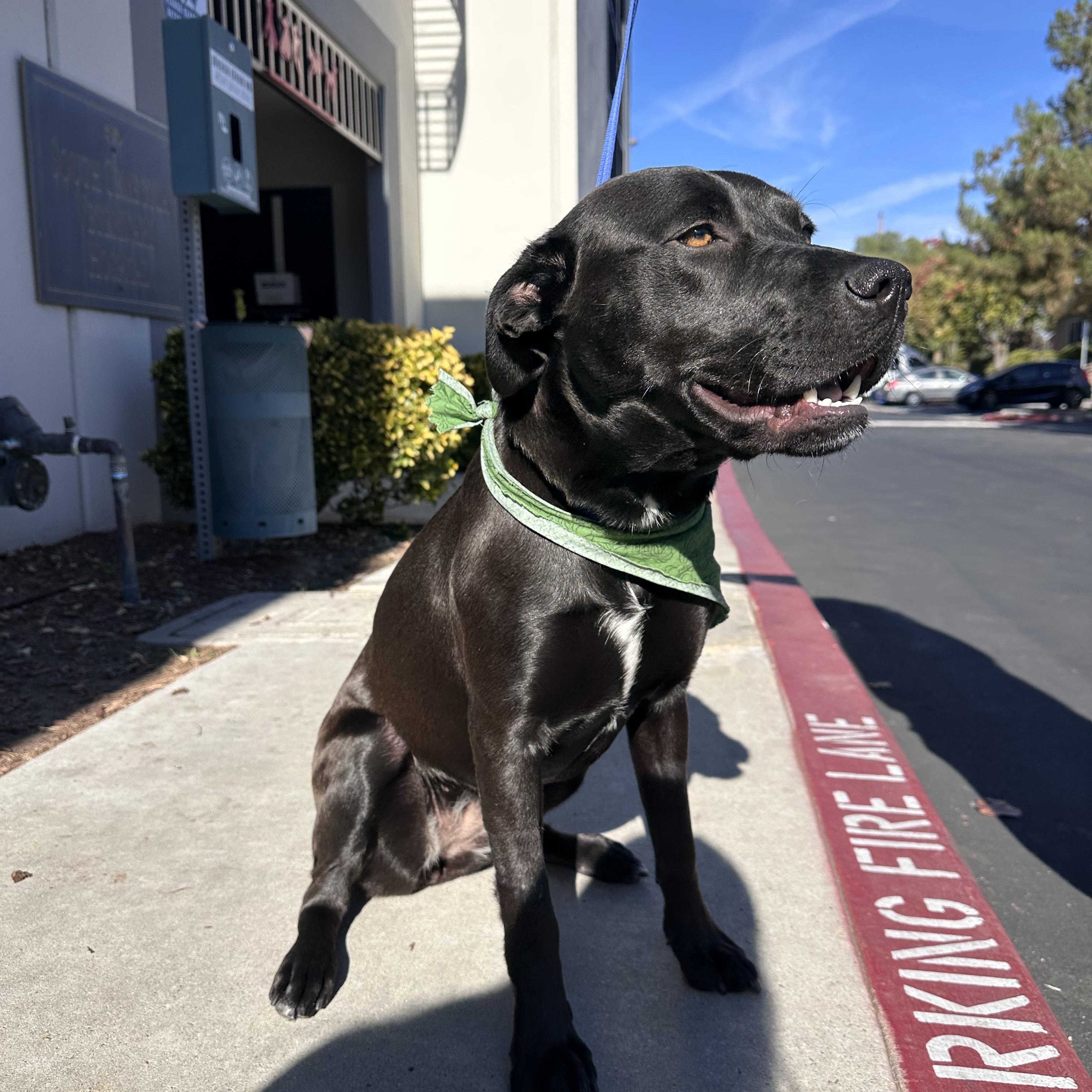 Enlarge Nalani, a ADOPTABLE Labrador Retriever in Temecula, CA image 3/3
