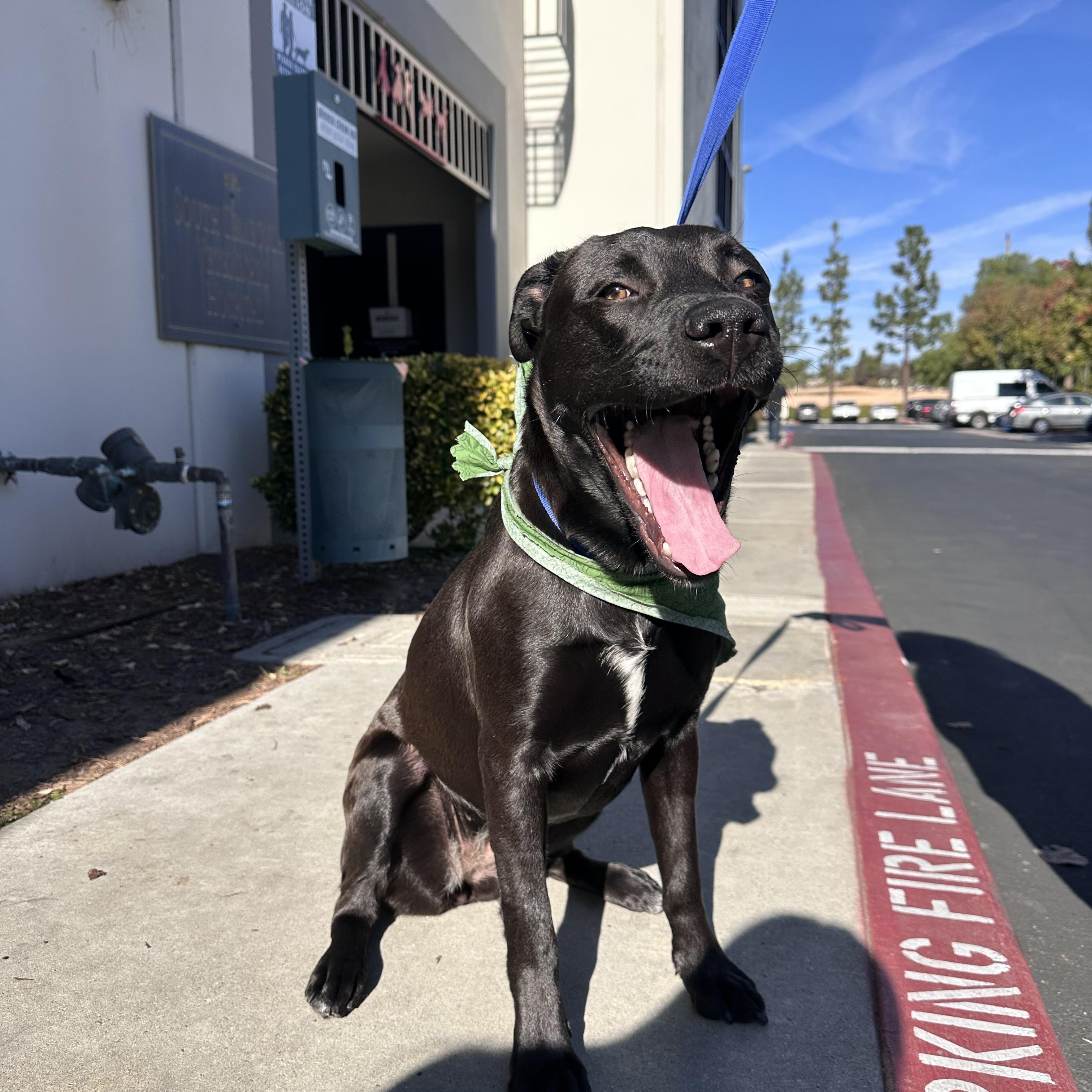 Enlarge Nalani, a ADOPTABLE Labrador Retriever in Temecula, CA image 2/3