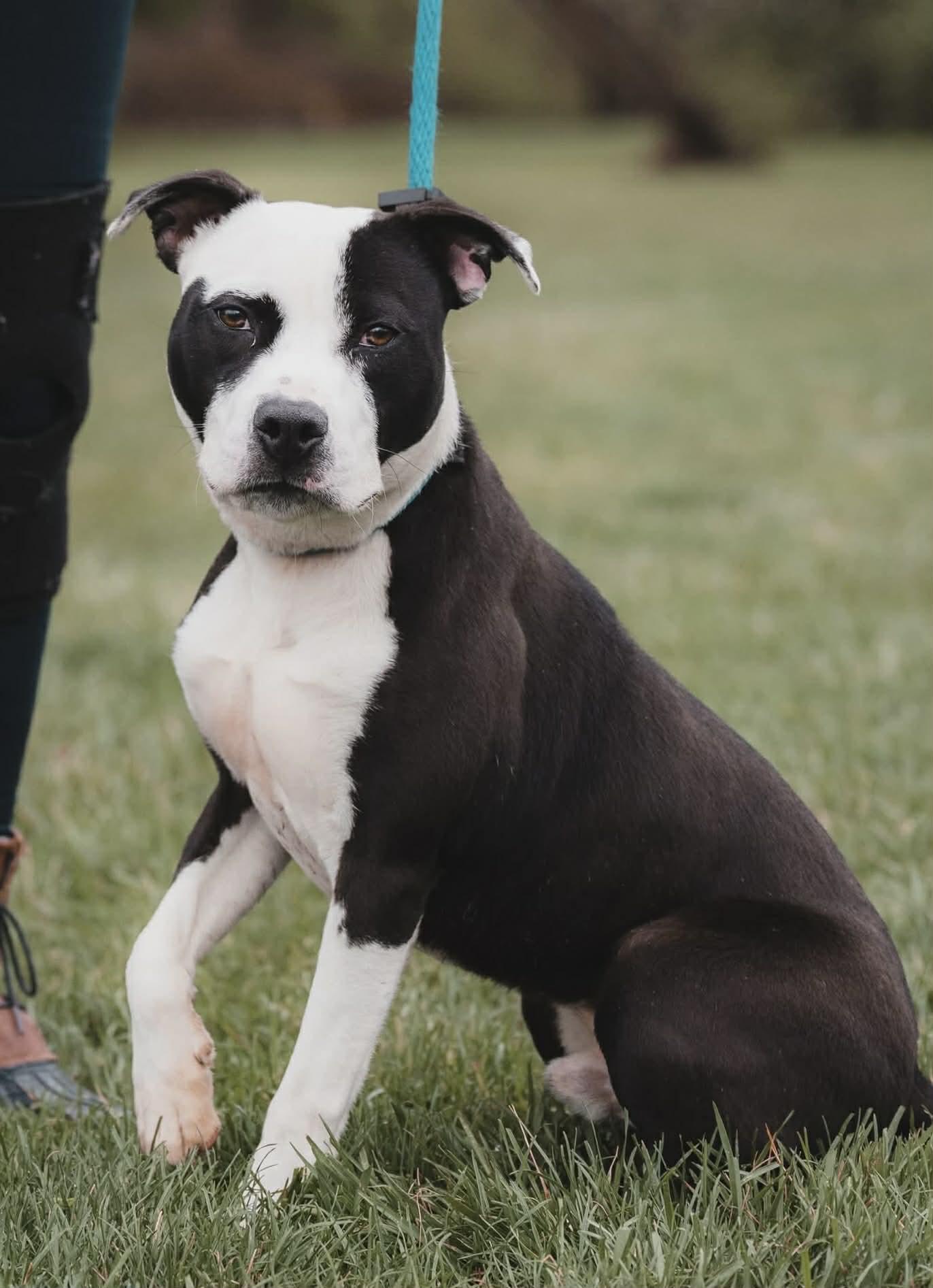 Po, ADOPTABLE, Young Male Pit Bull Terrier.