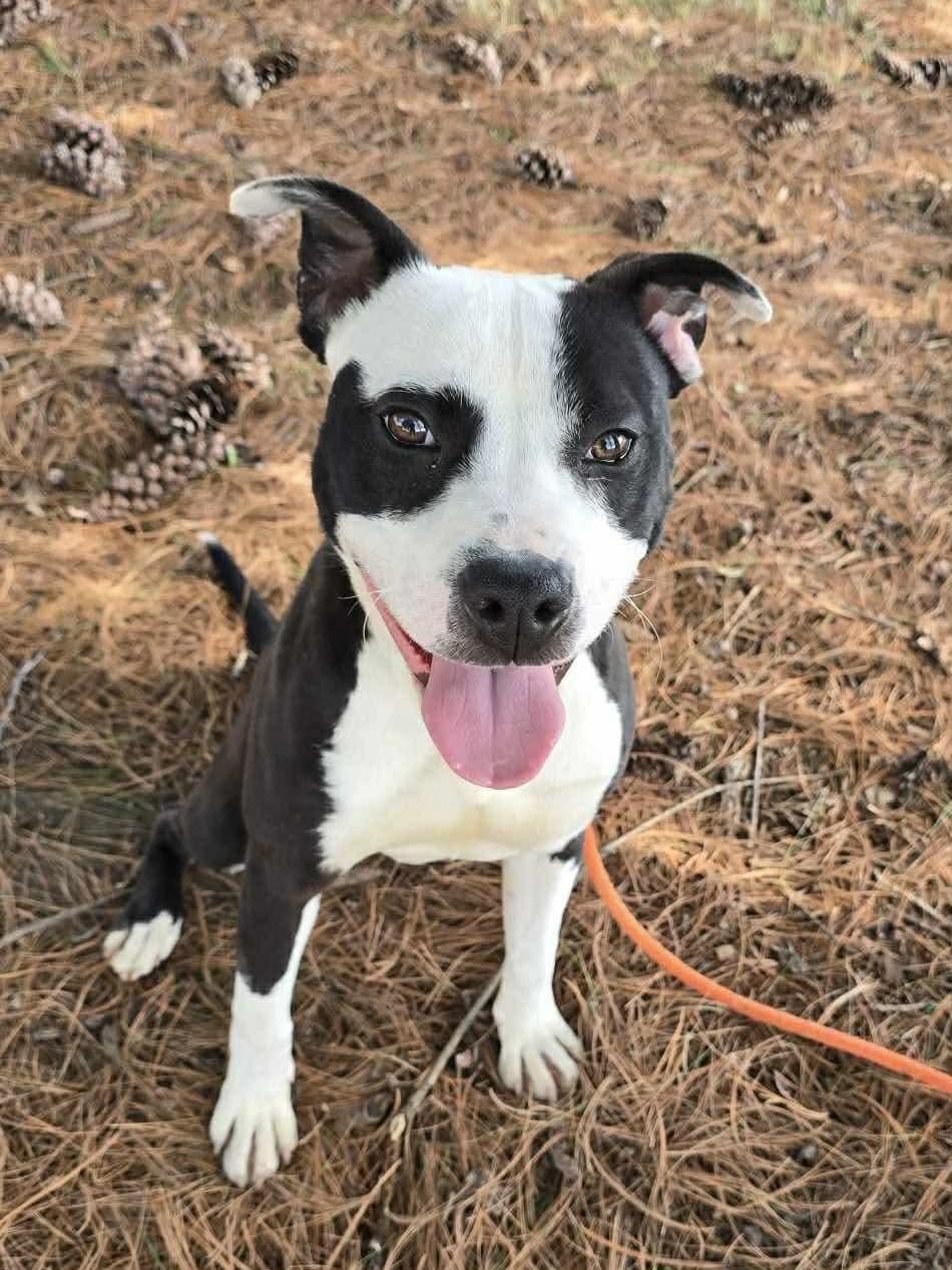 Enlarge Po, a ADOPTABLE mixed breed in Springfield, IL image 2/3