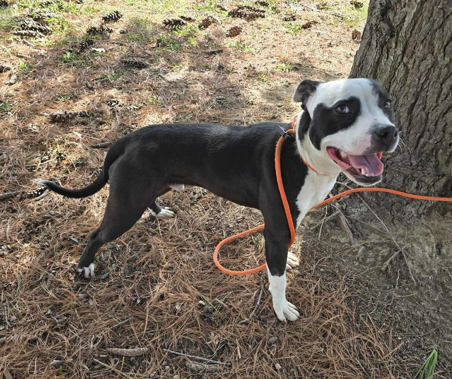Enlarge Po, a ADOPTABLE mixed breed in Springfield, IL image 3/3