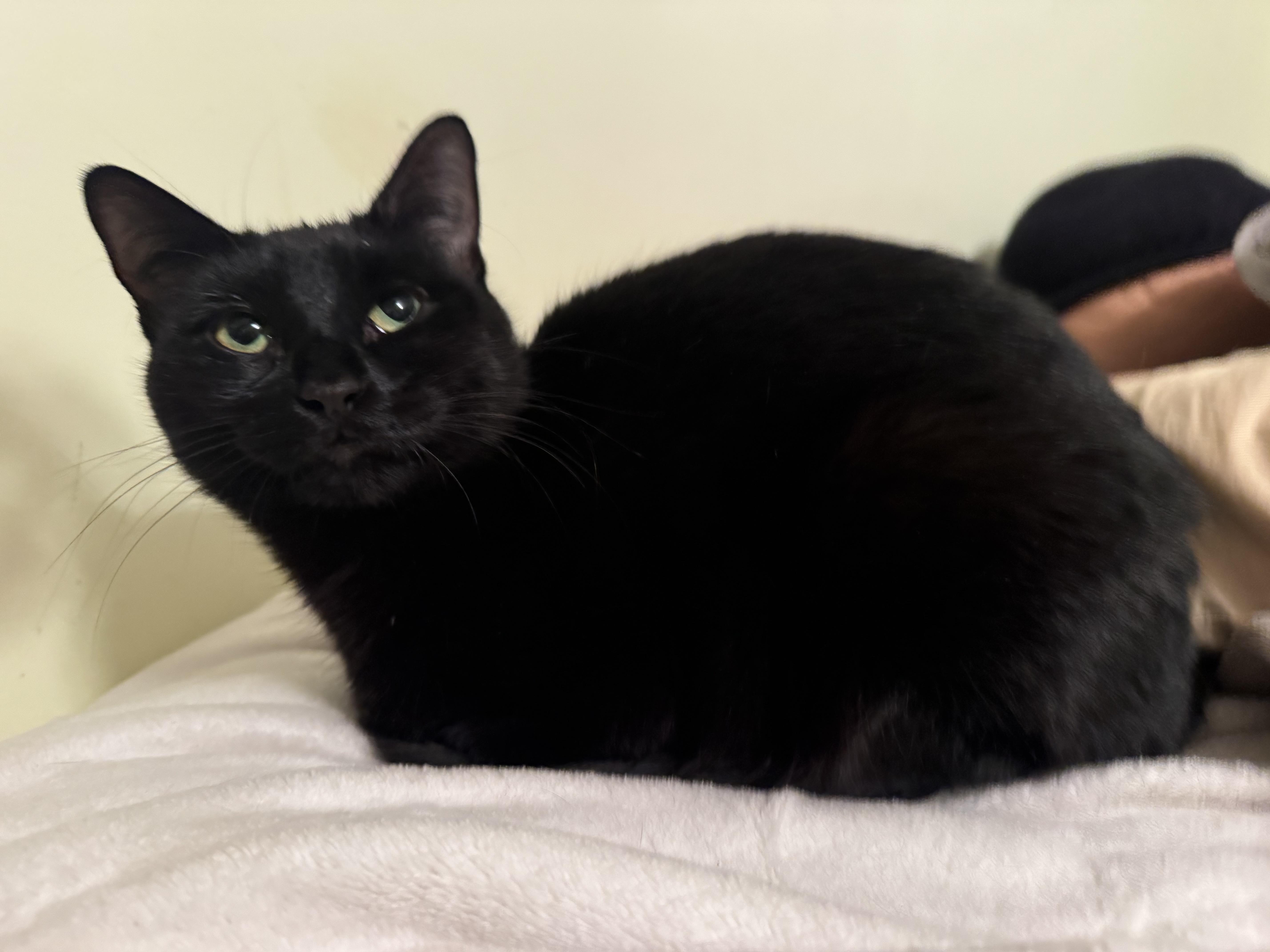 Enlarge Joy, an adopted Domestic Short Hair in Beverly, MA image 1/4