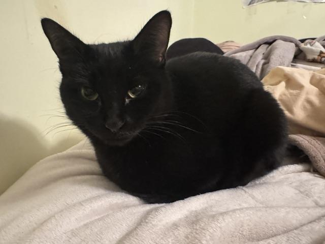 Enlarge Joy, an adopted Domestic Short Hair in Beverly, MA image 3/4